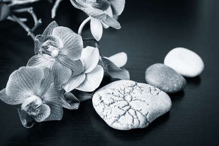 Spa massage stones and orchids flowers as a background. Black and whiteの写真素材