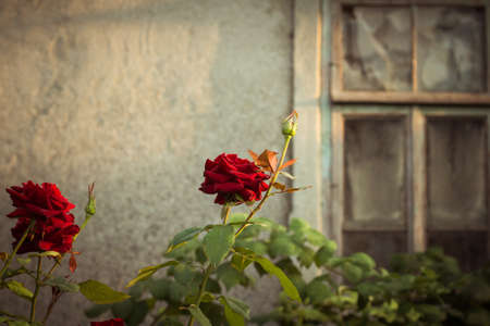 Red rose bushes next to the broken window of an old abandoned houseの写真素材