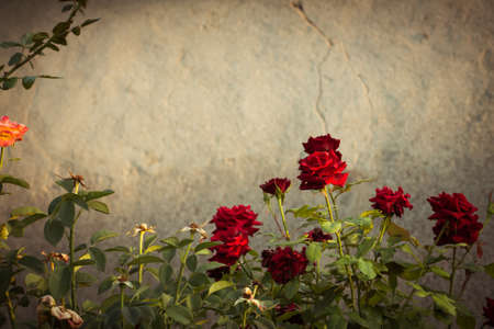 Red rose bushes next to the wall of an old abandoned houseの写真素材