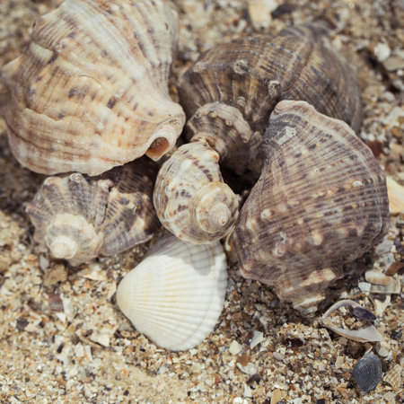Shells on the sand as a beach background. Vacation theme concept