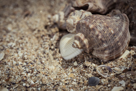 Shells on the sand as a beach background. Vacation theme concept