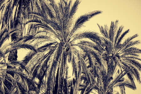 Graceful date palms as a nature background. Toned effectの写真素材