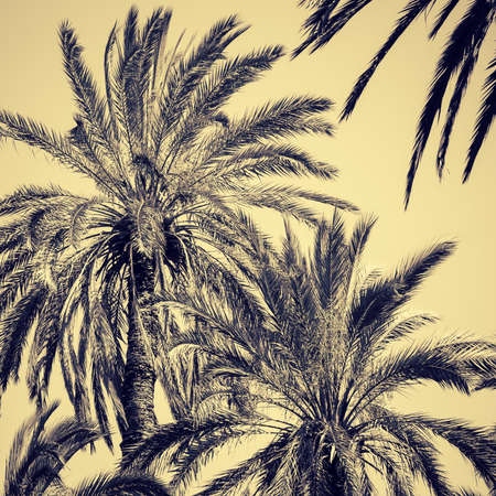 Graceful date palms as a nature background. Toned effectの写真素材