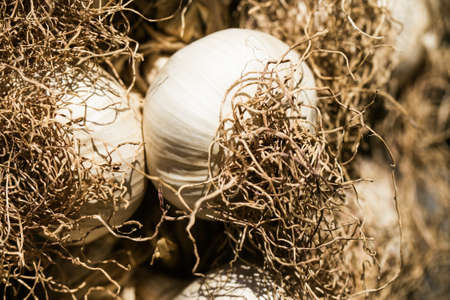 Garlic bulbs close up hanging on a street market. Natural food backgroundの写真素材