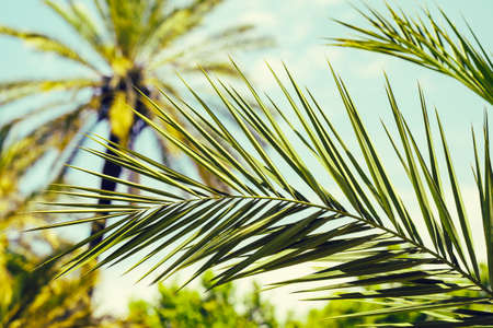 Fragment of a palm's leaf close up with date palms in the backgroundの写真素材