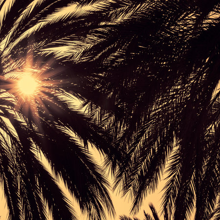 Dark silhouettes of date palms against bright colorful sky with sunrays seen through the leavesの写真素材