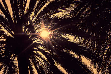 Dark silhouettes of date palms against bright colorful sky with sunrays seen through the leavesの写真素材