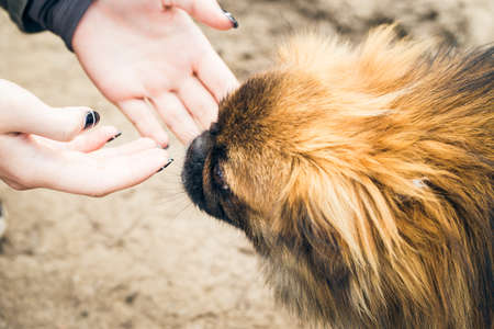 Girl's hands and a cute pekingese dog outdoorの写真素材
