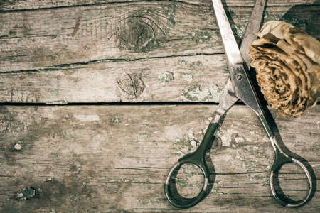 Vintage style composition with retro scissors and faded roses on an old painted wooden backgroundの写真素材
