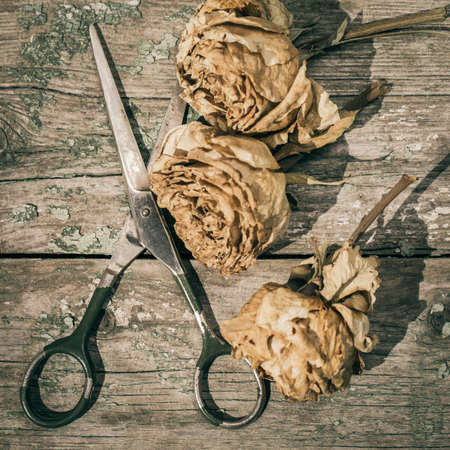 Vintage style composition with retro scissors and faded roses on an old painted wooden backgroundの写真素材