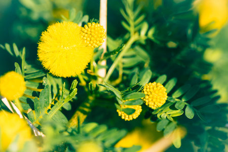 Mimosa branch with yellow flowers close up as a natural spring backgroundの写真素材