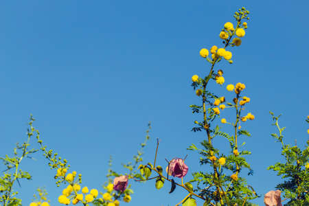 Mimosa branch with yellow flowers against bright blue sky as a natural spring backgroundの写真素材