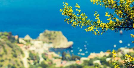 Yellow mimosa branch against bright blue sea as a natural spring background. Sicily. Italyの写真素材