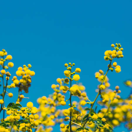 Yellow mimosa branch against bright blue sky as a natural spring backgroundの写真素材