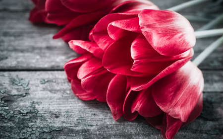 Bouquet of colorful tulips close up on an old painted wooden backgroundの写真素材