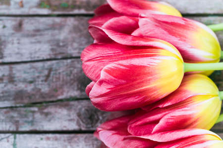 Bouquet of colorful tulips close up on an old painted wooden backgroundの写真素材