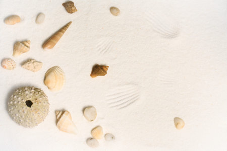 Sea shells on a white sand background. Beach summer theme