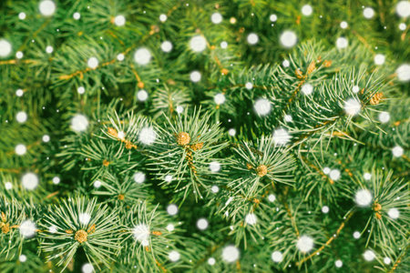 A branch of pine tree close up as a winter natural background