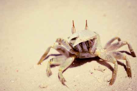 Crab on a sandy beach close up as a natural background