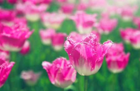 Spring meadow with bright colorful tulip flowers with selective focus. Beautiful nature floral background for card design, web banner and postersの写真素材