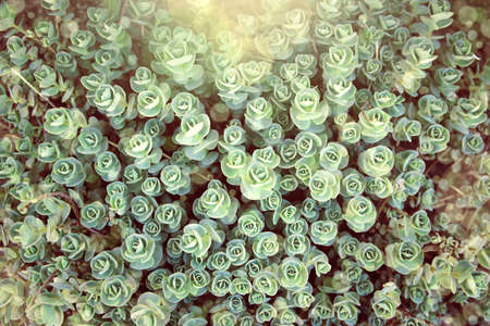 Green grass texture with selective focuse. Rosetta stonecrop or Sedum rosetta. Beautiful abstract nature  background for card design, web banner and postersの写真素材