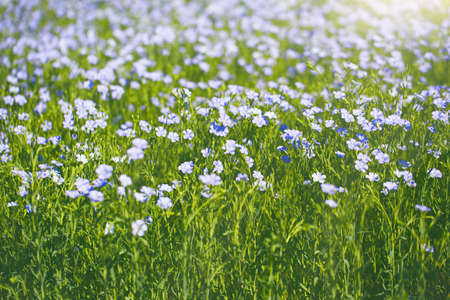 A field with  blooming flax flowers (Linum perenne) with selective focus. Beautiful nature summer backgroundの写真素材
