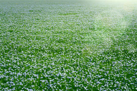 A field with  blooming flax flowers (Linum perenne) with selective focus. Beautiful nature summer backgroundの写真素材