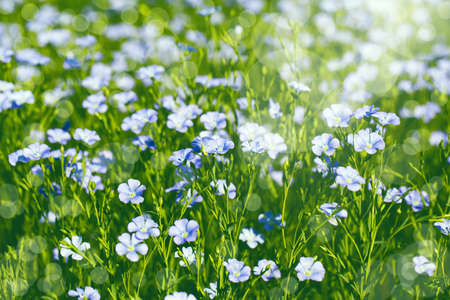 A field with  blooming flax flowers (Linum perenne) with selective focus. Beautiful nature summer backgroundの写真素材
