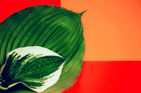 Fresh hosta leaf on colorful background for banners, seasonal cards, web design.