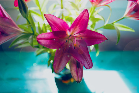 Bouquet of beautiful fresh garden lilies close up at morning sunlight on old painted wooden table.