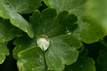 Drops of transparent rain water on a green celandine leaf close up. Beautiful nature macro...