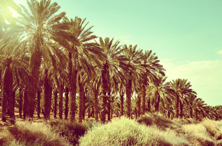 Date palm trees plantation in Israel. Beautiful nature background for posters, cards, blogs and web...