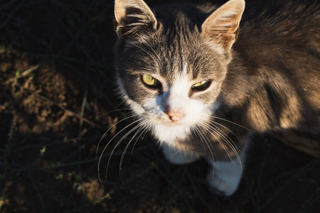 Adorable grey and white cat outdoor close up. Domestic pet background concept. Top view