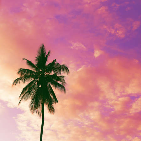 Dark silhouettes of coconut palm trees against colorful sunset  sky on tropical island. Vacation and exotic travel concept background.の写真素材