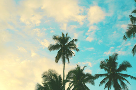 Dark silhouettes of coconut palm trees against colorful sunset  sky on tropical island. Vacation and...