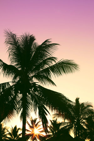 Beautiful coconut palm trees against colorful sunset sky. Nature background. Vacation and travel conceptの写真素材