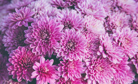 Chrysanthemum flowers close up as a beautiful autumn background. Fall theme concept backdrop. Selective focusの写真素材