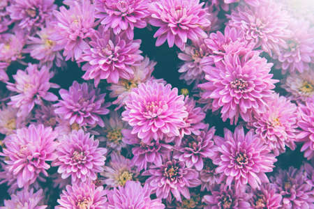 Chrysanthemum flowers close up as a beautiful autumn background. Fall theme concept backdrop. Selective focusの写真素材