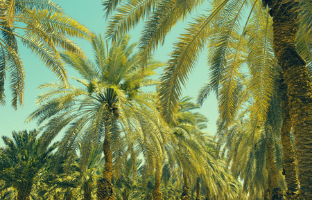 Plantation of date palm trees in Israel. Beautiful nature background for posters, cards, web design. Toned effectの写真素材