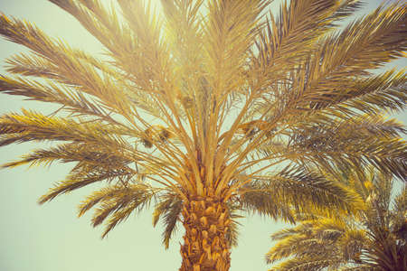 Date palm tree close up. Beautiful nature background for posters, cards, web design. Toned effectの写真素材