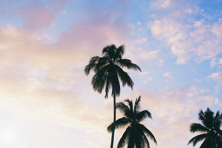 Dark silhouettes of coconut palm trees against colorful sunset  sky on tropical island. Vacation and...