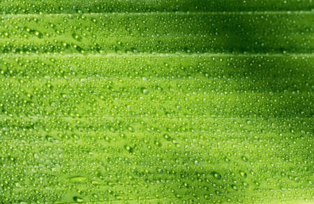Morning dew drops on green leaf close up. Selective focus. Beautiful nature background. Abstract backdropの写真素材