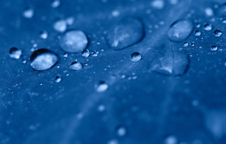 Drops of transparent rain water on a leaf close up. Beautiful nature macro background. Focus is on some water drops. Ecology concept. Inspired by color of the year 2020の写真素材