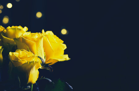 Bouquet of beautiful yellow roses close up on dark background with garland lights. Abstract backdrop for seasonal cards, posters, blogs and web design. Romantic and love concept. Copy spaceの写真素材