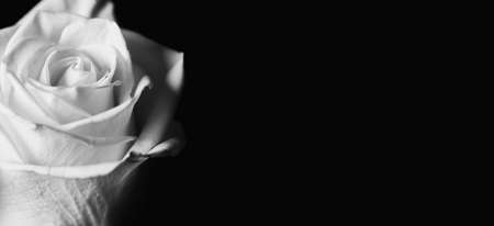 Beautiful rose bud close up on black background. Abstract backdrop for seasonal cards, posters, blogs and web design. Romantic and love concept. Copy space. Black and whiteの写真素材