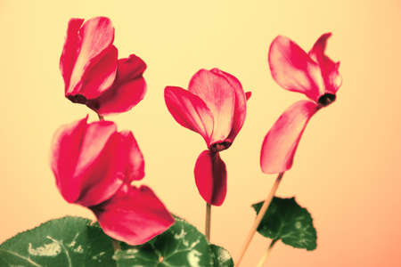 Cyclamen flowers close up on colorful  background . Beautiful abstract backdropの写真素材