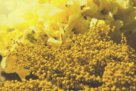 Beautiful bouquet of yellow daffodils and mimosa flowers close up. Spring colorful background. Women's day gift. Selective focusの写真素材