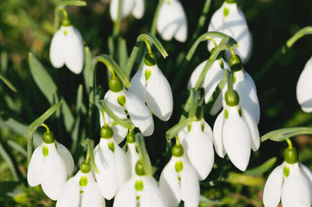 Snowdrop flowers close up in a garden. Beautiful nature background for seasonal cards, blogs and web design. Selective focusの写真素材