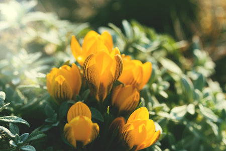 Yellow crocus  flowers  in the garden on a spring sunny day close up. Beautiful nature backdrop for...
