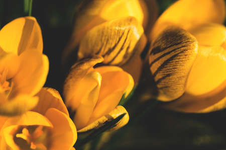 Yellow crocus  flowers  in the garden on a spring sunny day close up. Beautiful nature backdrop for seasonal cards, blogs and web design. Selective focusの写真素材